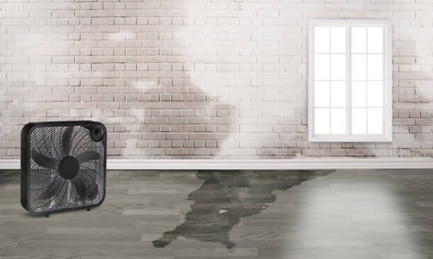 Best Basement water damage restoration  in Tremont, IL